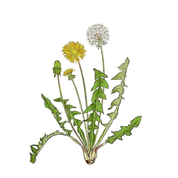 M Taraxacum Officinale klein